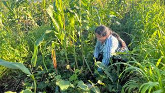 The image shows a corn field during the day time. To the right hand section of the photo, there is a woman farmer with long hair in a plait. She's shown crouched on the ground, using harvesting tools.
